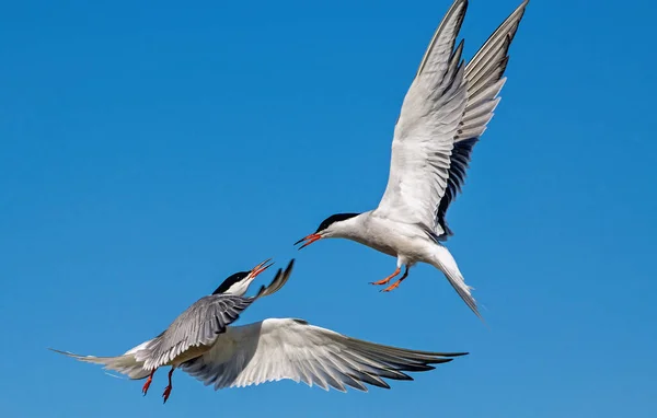 Common Terns Interagerar Flygning Vuxna Gemensamma Tärnor Flygning Solnedgång Ljus — Stockfoto