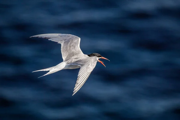 Tern Voo Ondas Azuis Fundo Vista Superior Tern Comum Adulto — Fotografia de Stock