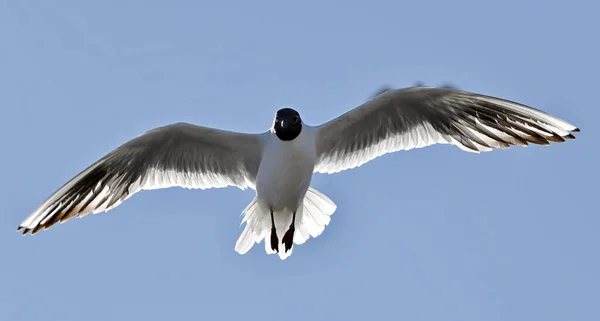 Μαυροκέφαλος Γλάρο Larus Ridibundus Πτήση Στο Φόντο Του Γαλάζιου Ουρανού — Φωτογραφία Αρχείου