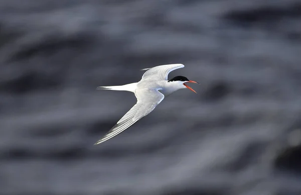 Tern Flight Sea Waves Background Adult Common Tern Flight Scientific — Stock Photo, Image
