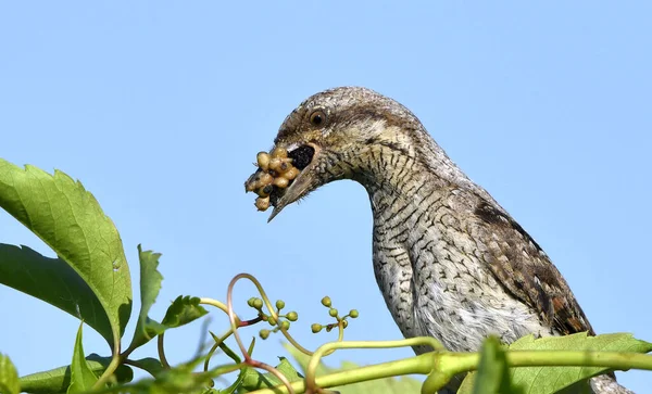 鳥はくちばしにアリとアリの幼虫を保持しています ユーラシアのライネックまたは北部のライネック Jynx Torquilla — ストック写真