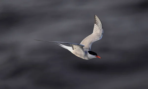 Tärna Flygning Sea Waves Bakgrund Vuxentjej Flygning Vetenskapligt Namn Sterna — Stockfoto