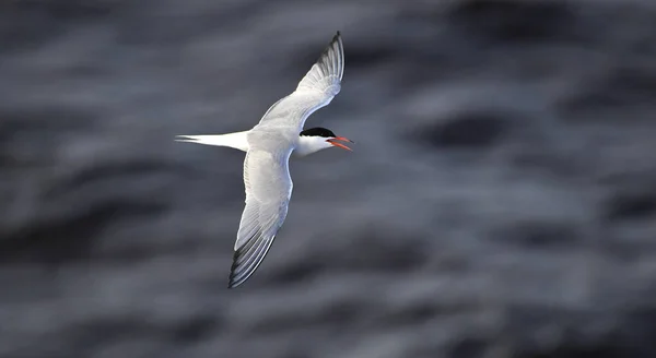 Tern Flight Sea Waves Background Adult Common Tern Flight Scientific — Stock Photo, Image
