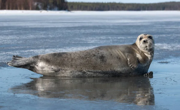 Zeehond Rustend Een Ijsschots Zijaanzicht Close Portret Het Bebaarde Zegel — Stockfoto