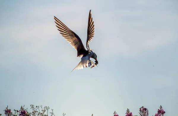 Silhouette Sterne Commune Volante Flying Common Tern Coucher Soleil Fond Images De Stock Libres De Droits