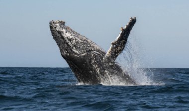 Kambur balina ihlali. Kambur balina sudan atlıyor. Güney Afrika. 