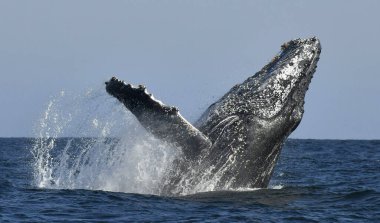 Humpback whale breaching. Humpback whale jumping out of the water. South Africa.  clipart