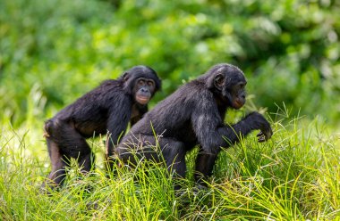 Juvenile Bonobos. Yeşil doğal arka plan. Bonobo, Bilimsel adı Pan paniscus, daha önce pigme şempanze olarak adlandırılmıştır. Demokratik Kongo Cumhuriyeti. Afrika.