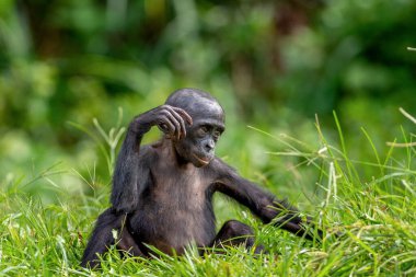 Yavru şempanze Bonobo 'nun portresi. Yeşil doğal arka plan. Bonobo, Bilimsel adı Pan paniscus, daha önce pigme şempanze olarak adlandırılmıştır. Kongo mu? Afrika.