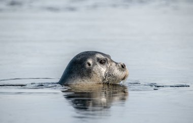 Yüzen fok. Su yüzeyindeki yansıma. Sakallı fok, ayrıca kare yüzgeçli fok olarak da bilinir. Bilimsel adı Erignathus Barbatus. Beyaz deniz, Rusya
