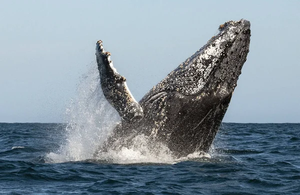 Naruszenie Wielorybów Humbaków Humbak Skaczący Wody Republika Południowej Afryki — Zdjęcie stockowe