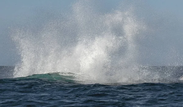 クジラジャンプの後にスプレー ザトウクジラが水から飛び降りる 鯨は水を噴霧している 南アフリカ — ストック写真