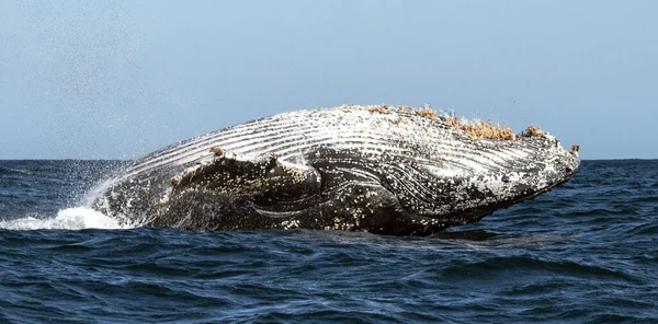 Bultrug Walvis Breekt Bultruggen Springen Uit Het Water Zuid Afrika — Stockfoto