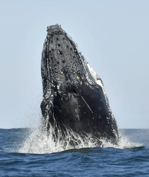 Naruszenie Wielorybów Humbaków Humbak Skaczący Wody Republika Południowej Afryki — Zdjęcie stockowe