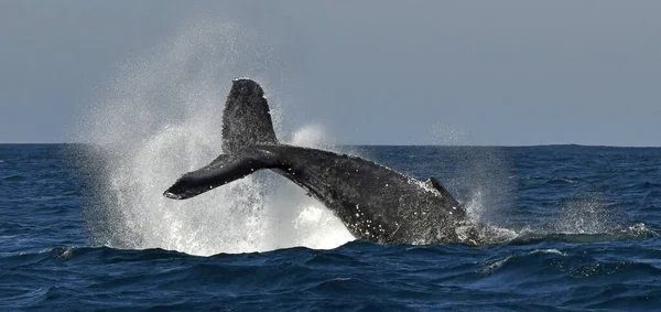 Humbak Podnosi Swój Potężny Ogon Nad Wodą Oceanu Wieloryb Rozpyla — Zdjęcie stockowe