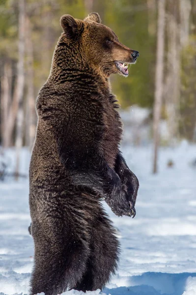 Браун Ведмідь Відкритим Ротом Стоїть Задніх Ногах Снігу Зимовий Ліс — стокове фото