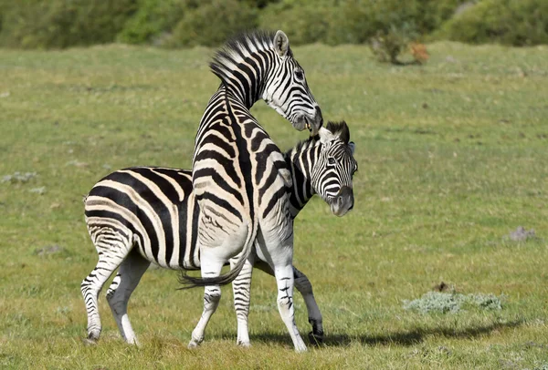 Burchell Zebra Spelen Het Veld Zebra Spelen Natuurgebied Zuid Afrika — Stockfoto