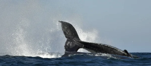 Rorqual Bosse Soulève Queue Puissante Dessus Eau Océan Baleine Pulvérise — Photo