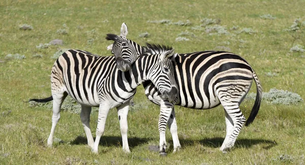 Zebrele Burchell Jucând Teren Zebrele Jucând Rezervația Naturală Din Africa — Fotografie, imagine de stoc