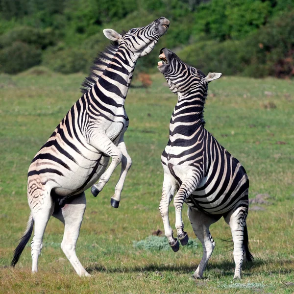 Cebras Burchell Jugando Campo Cebras Jugando Reserva Natural Sudáfrica —  Fotos de Stock