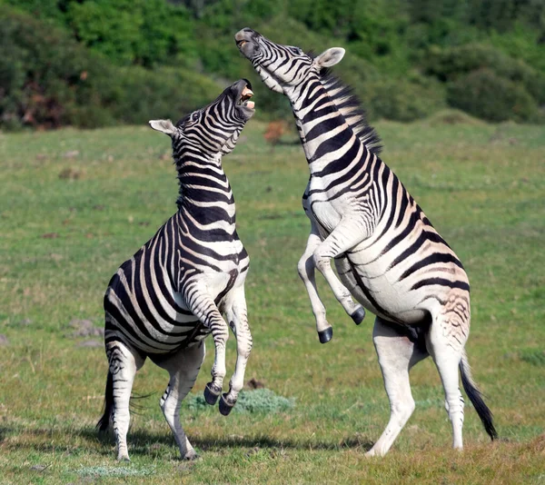 Burchell Zebras Playing Field Zebras Playing Nature Reserve South Africa — Stock Photo, Image