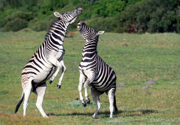 Zebrele Burchell Jucând Teren Zebrele Jucând Rezervația Naturală Din Africa — Fotografie, imagine de stoc