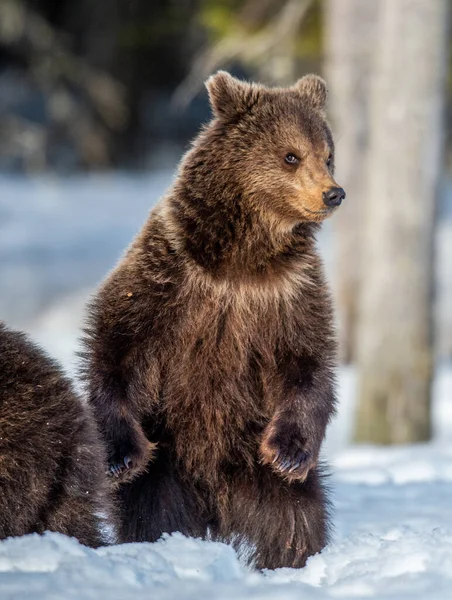 Ведмедя Браун Стоїть Задніх Лапах Снігу Зимовому Лісі Ursus Arctos — стокове фото