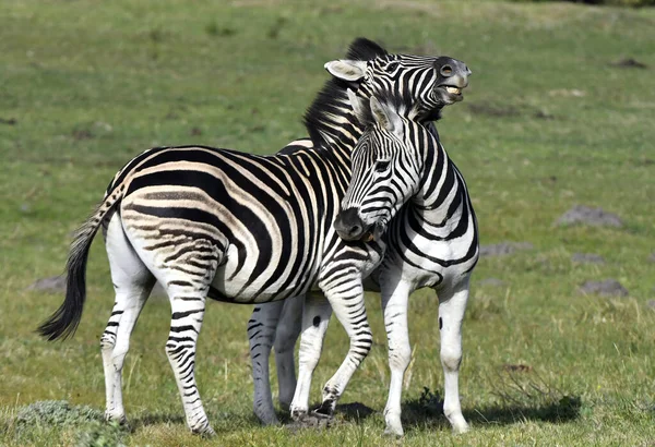 Zebrele Burchell Jucând Teren Zebrele Jucând Rezervația Naturală Din Africa — Fotografie, imagine de stoc