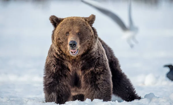 冬の森の雪の上の野生の大人の茶色のクマ 閉めろ Ursus Arctos 野生の自然 自然生息地 — ストック写真