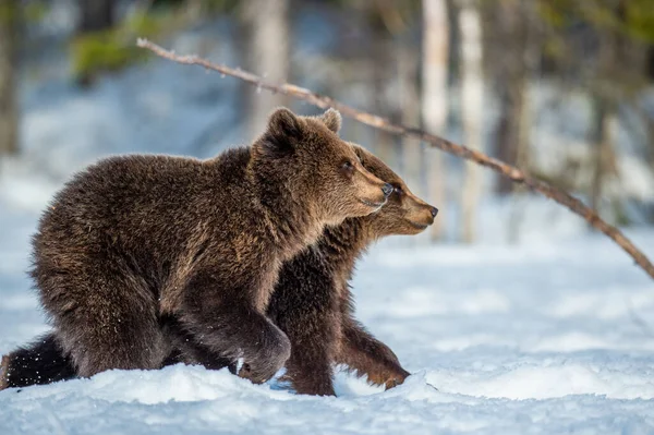 Filhotes Urso Andando Sobre Neve Floresta Inverno Natureza Selvagem Habitat — Fotografia de Stock