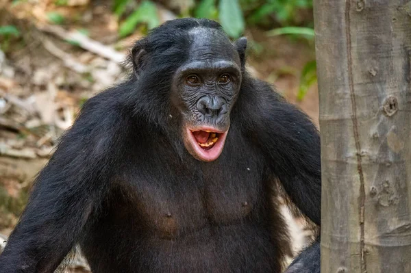 Retrato Bonobo Con Boca Abierta Cerca Nombre Científico Pan Paniscus —  Fotos de Stock