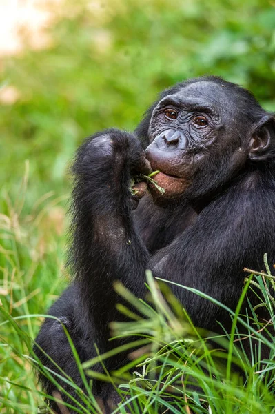 Porträtt Bonobo Närbild Vetenskapligt Namn Pan Paniscus Demokratiska Republiken Kongo — Stockfoto