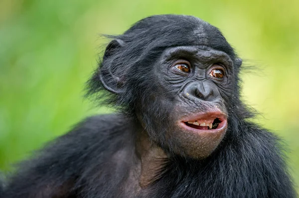 Portret Van Jonge Bonobo Sluit Maar Wetenschappelijke Naam Panpaniscus Democratische — Stockfoto