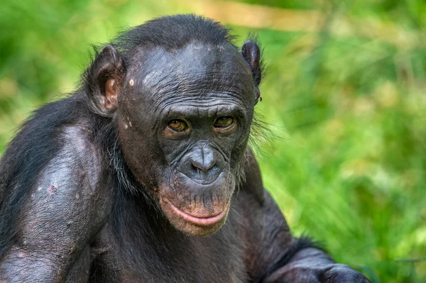 Portrét Bonoba Zavřít Vědecké Jméno Pan Paniscus Demokratická Republika Kongo — Stock fotografie