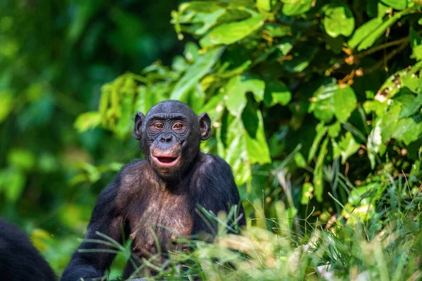 Retrato Bonobo Con Boca Abierta Nombre Científico Pan Paniscus República — Foto de Stock