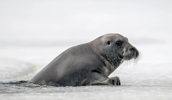 Uma Foca Tenta Sair Num Bloco Gelo Selo Barbudo Também — Fotografia de Stock