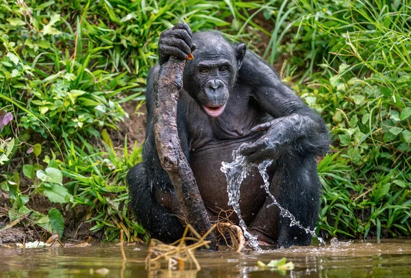 Bonobo Bebendo Água Lagoa Bonobo Nome Científico Pan Paniscus Anteriormente — Fotografia de Stock