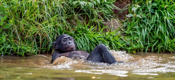 Bonobo Ligt Plat Het Water Wetenschappelijke Naam Pan Paniscus Ook — Stockfoto