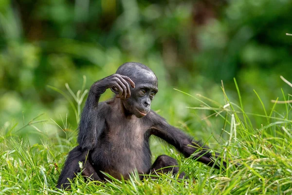 クブチンパンジーボノボの肖像画 緑の自然背景 ボノボ Bonobo は学名 Pan Paniscus パニスカス 以前はピグミーチンパンジーと呼ばれていました コンゴだ — ストック写真
