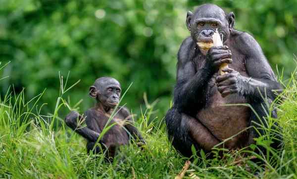 Madre Cucciolo Bonobo Sfondo Naturale Verde Bonobo Pan Paniscus Chiamato — Foto Stock