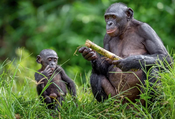 Matka Cub Bonoba Zelené Přírodní Pozadí Bonobo Pan Paniscus Zvaný — Stock fotografie