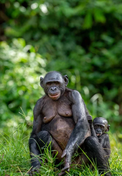 波诺巴狗的妈妈和宝宝绿色天然背景 矮黑猩猩 Panpaniscus 被称为矮黑猩猩 Pygmy Chimpanzee 刚果民主共和国 — 图库照片