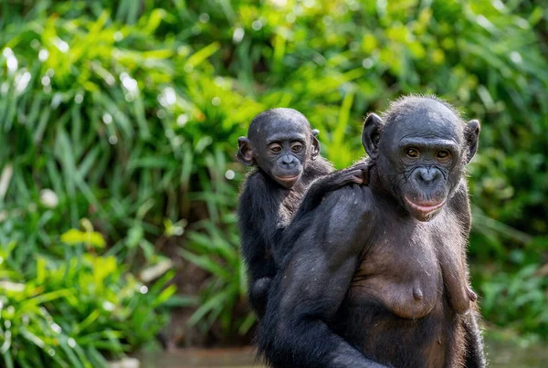 Bonobo Cub Sulla Schiena Della Madre Bonobo Con Bambino Sfondo — Foto Stock