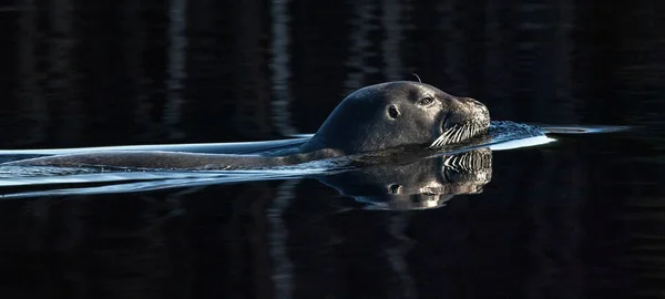 Pływająca Foka Odbicie Powierzchni Ciemnej Wody Brodatą Pieczęć Zwaną Też — Zdjęcie stockowe