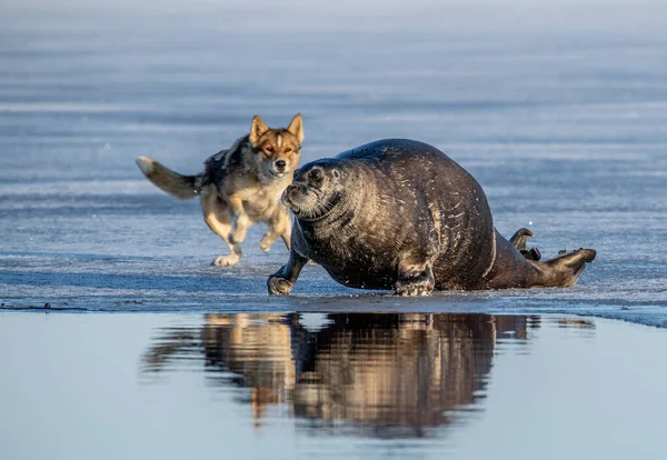 Pes Zaútočí Tuleň Vousatý Tuleň Také Nazývaný Čtvercový Ploutev Vědecké — Stock fotografie