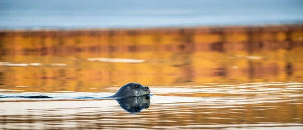 Úszó Pecsét Naplemente Tükrében Szakállas Fóka Más Néven Négyszögletes Uszony — Stock Fotó