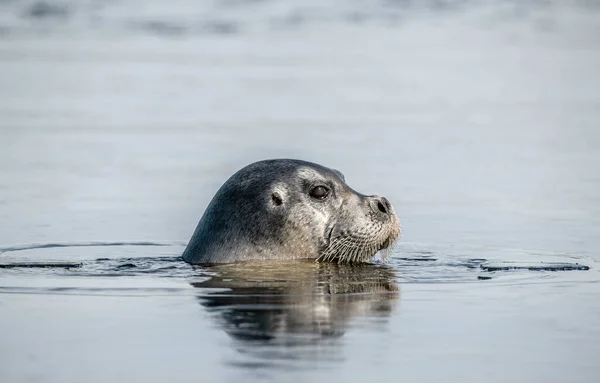 Zwemmende Zeehond Reflectie Het Wateroppervlak Het Bebaarde Zegel Ook Wel — Stockfoto