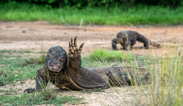 코모도드래곤 Varanus Komodoensis 세계에서 도마뱀인 인도네시아입니다 — 스톡 사진