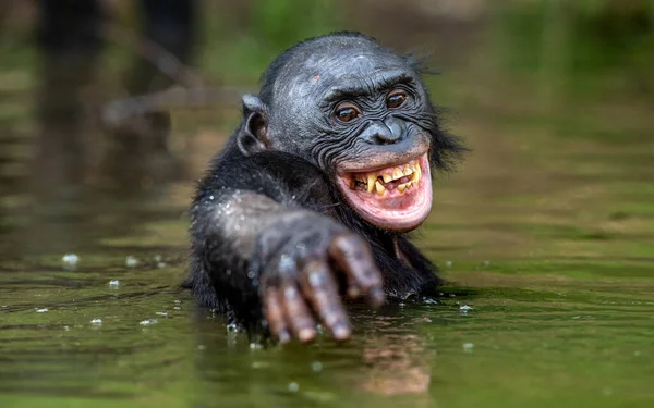 Bonobo Sorridente Água Habitat Natural Bonobo Pan Paniscus Chamado Chimpanzé — Fotografia de Stock