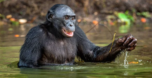 Lächelnde Bonobo Wasser Natürlichen Lebensraum Der Bonobo Pan Paniscus Genannt — Stockfoto